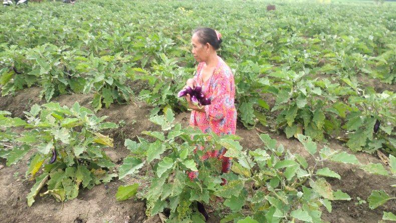 title Sudah Punya Kartu Tani, Petani di Blora Masih Kesulitan Pupuk Sudah Punya Kartu Tani, Petani di Blora Masih Kesulitan Pupuk