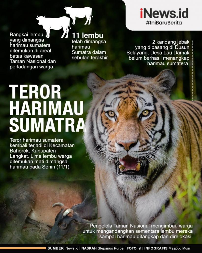 Infografis Teror Harimau Sumatra di Langkat