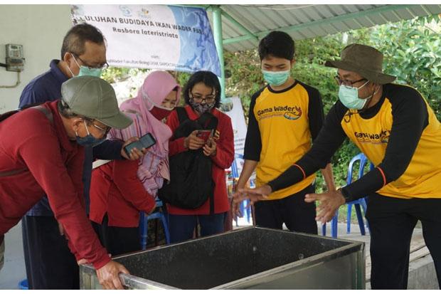 UGM Beri Pelatihan Budidaya Wader Pari ke Warga 