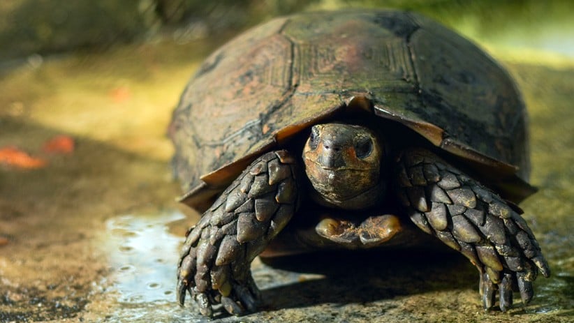 Melihat Kura-Kura Kaki Gajah yang Terancam Punah - Bagian 2