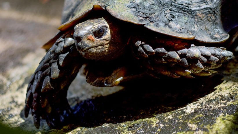 Melihat Kura-Kura Kaki Gajah yang Terancam Punah - Bagian 1