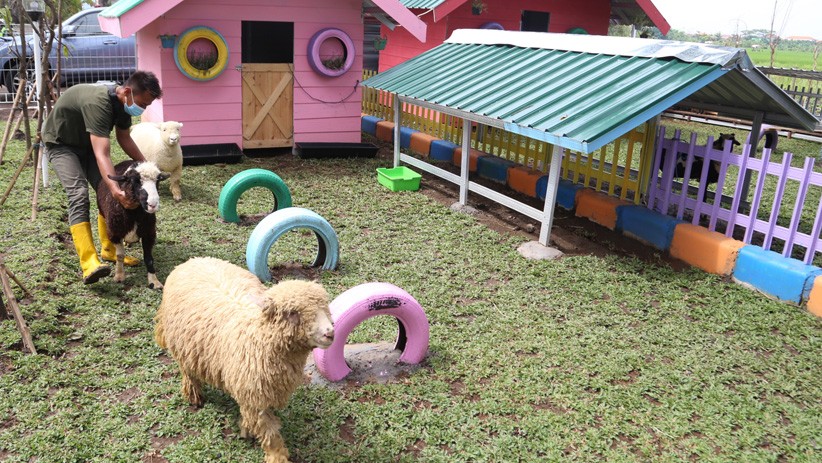 Dukung Ketahanan Pangan Nasional, Puspenerbal Buka Lahan Peternakan Kambing - Bagian 4