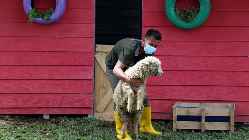 Dukung Ketahanan Pangan Nasional, Puspenerbal Buka Lahan Peternakan Kambing - Bagian 3