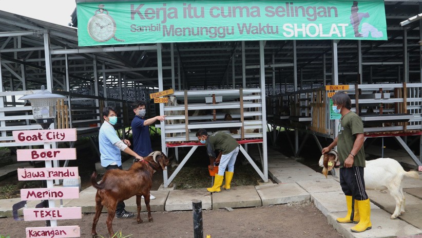 Dukung Ketahanan Pangan Nasional, Puspenerbal Buka Lahan Peternakan Kambing - Bagian 2