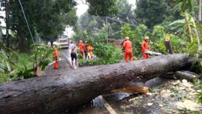 Pohon Tumbang di Minahasa Utara Timpa Kendaraan Dinas