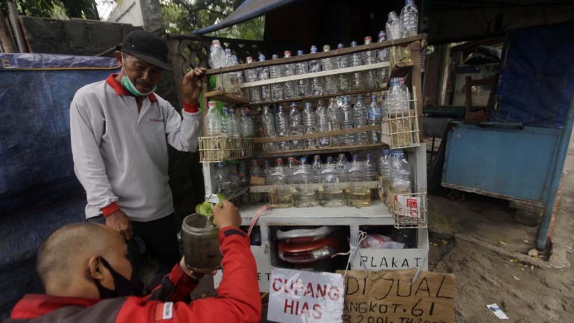 Sopir Angkot Banting Setir Jadi Penjual Ikan Cupang Keliling - Bagian 2
