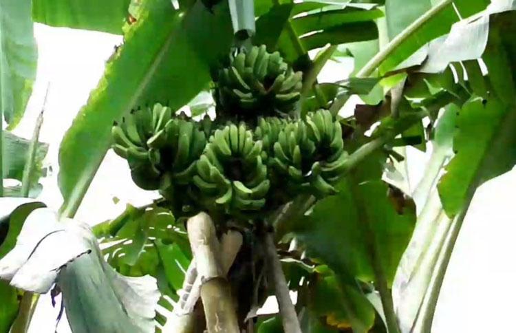 Unik, Pohon Pisang di Gunungkidul Miliki 4 Tandan