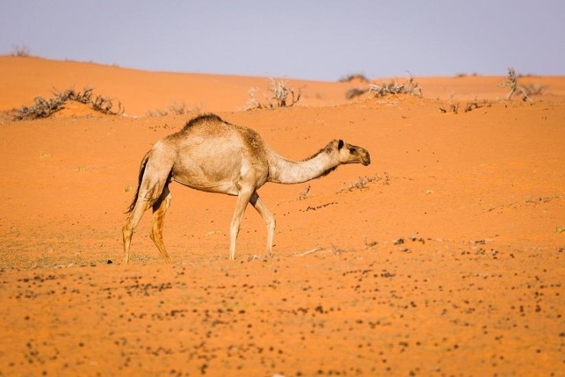 Curi dan Jadikan Bayi Unta untuk Kado Pacar, Pria di Dubai Didicuk Polisi