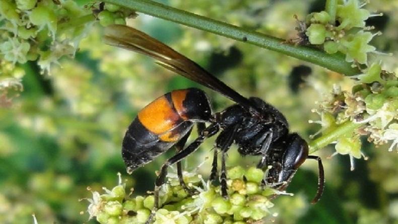 Sarang Dilempari Anak-Anak, Ratusan Tawon Mengamuk Sengat Warga hingga Pingsan