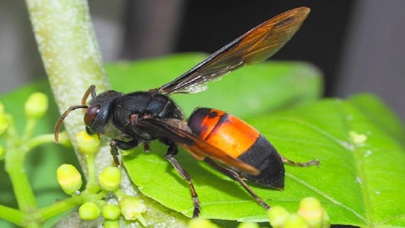 Cerita Damkar Cimahi Bergelut dengan 108 Sarang Tawon Selama Setahun