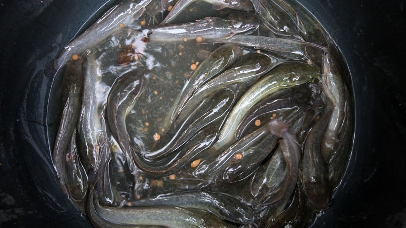 Pencairan Dana KUR Sektor Kelautan dan Perikanan Capai Rp5,2 Triliun - Bagian 3