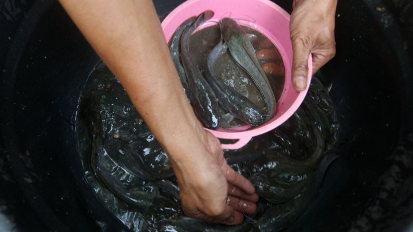 Pencairan Dana KUR Sektor Kelautan dan Perikanan Capai Rp5,2 Triliun - Bagian 1