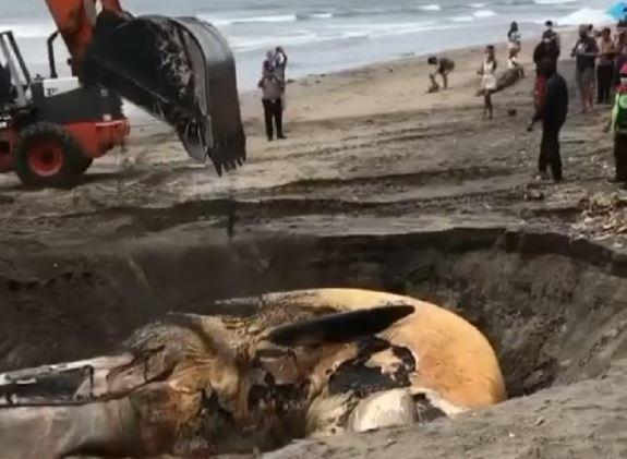 Paus 13,8 Meter Ditemukan Mati Membusuk di Pantai Canggu Bali