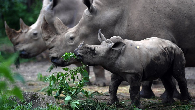 Azsyifa, Anak Badak Putih Tambah Koleksi Taman Safari Indonesia - Bagian 2