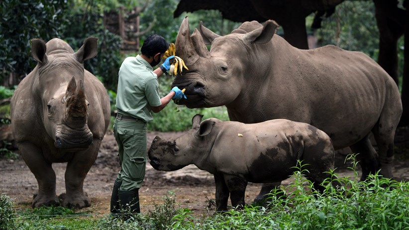 Azsyifa, Anak Badak Putih Tambah Koleksi Taman Safari Indonesia - Bagian 3