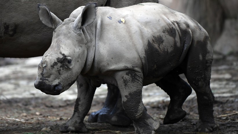 Azsyifa, Anak Badak Putih Tambah Koleksi Taman Safari Indonesia - Bagian 4