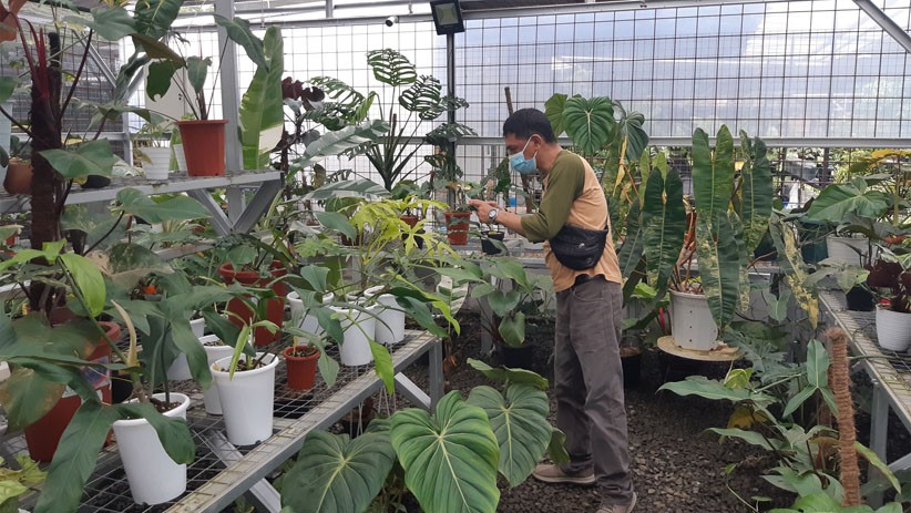 Penjualan Tanaman Hias secara Online Meningkat Drastis, Omzet Ratusan Juta - Bagian 2