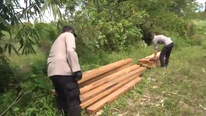 Puluhan Ton Kayu Hasil Pembalakan Liar Disita Polisi di Subulussalam, 1 Tersangka Diamankan