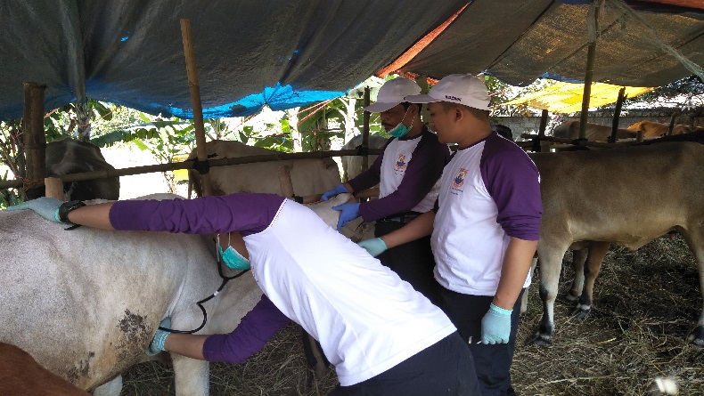 Populasi Sapi Lokal Rendah, Dispangtan Cimahi Maksimalkan Kawin Suntik