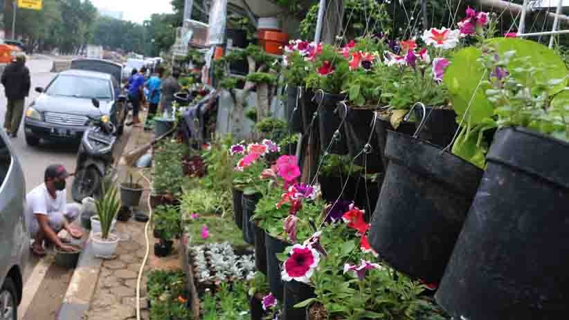 Berburu Tanaman Hias Mengisi Hari Libur - Bagian 1