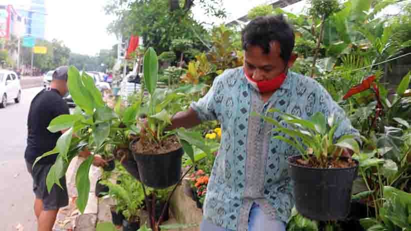 Berburu Tanaman Hias Mengisi Hari Libur - Bagian 3
