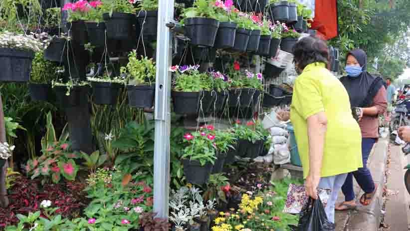 Berburu Tanaman Hias Mengisi Hari Libur - Bagian 2