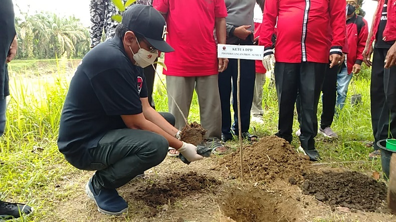 Rayakan Ultah ke-74 Megawati, PDI Tanam 74.000 Pohon di Sumut