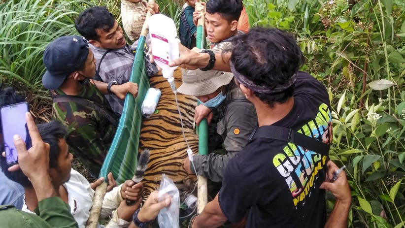 Detik-Detik Penyelamatan Anak Harimau Sumatera dari Jerat Pemburu - Bagian 3
