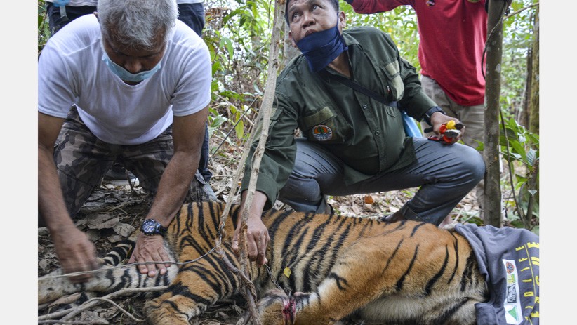 Detik-Detik Penyelamatan Anak Harimau Sumatera dari Jerat Pemburu - Bagian 2