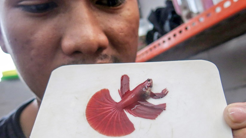 Penampakan Ikan Cupang Hias Masuk Salon agar Terlihat Cantik saat Kontes - Bagian 3