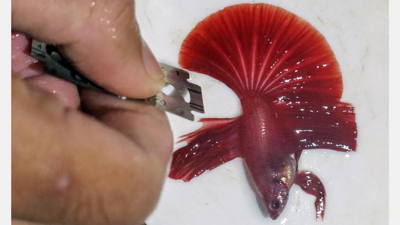 Penampakan Ikan Cupang Hias Masuk Salon agar Terlihat Cantik saat Kontes - Bagian 1