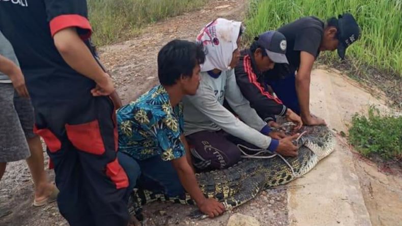 Masuk Permukiman, Warga Tangkap Buaya Sepanjang 3 Meter