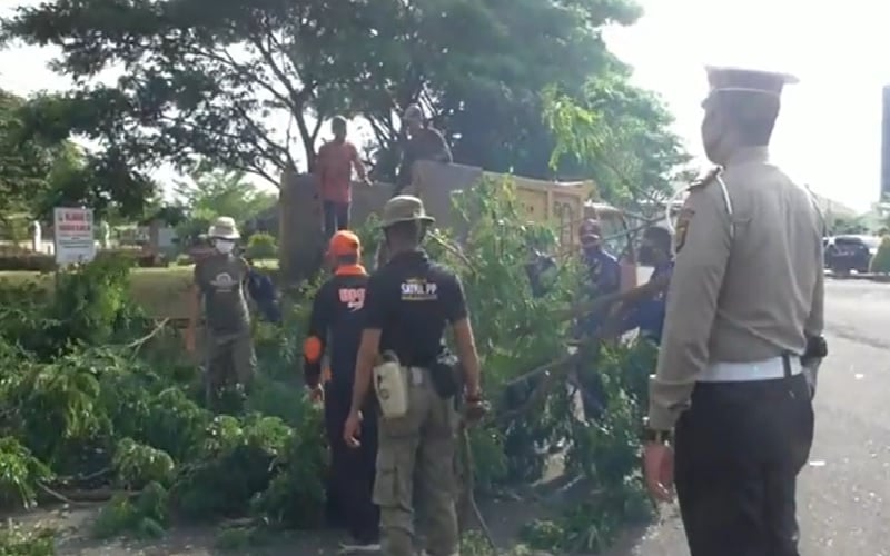 Pohon di Jalan Lintas Sumatra Dipangkas usai Timpa Pemotor hingga Tewas