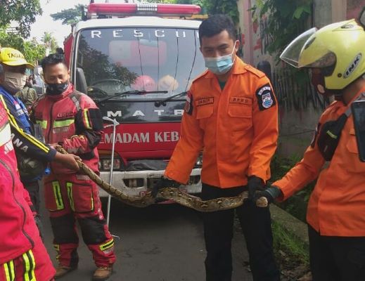 Kok Bisa, Ular Sanca Kembang Melilit Kabel Listrik Tegangan Tinggi di Cimahi