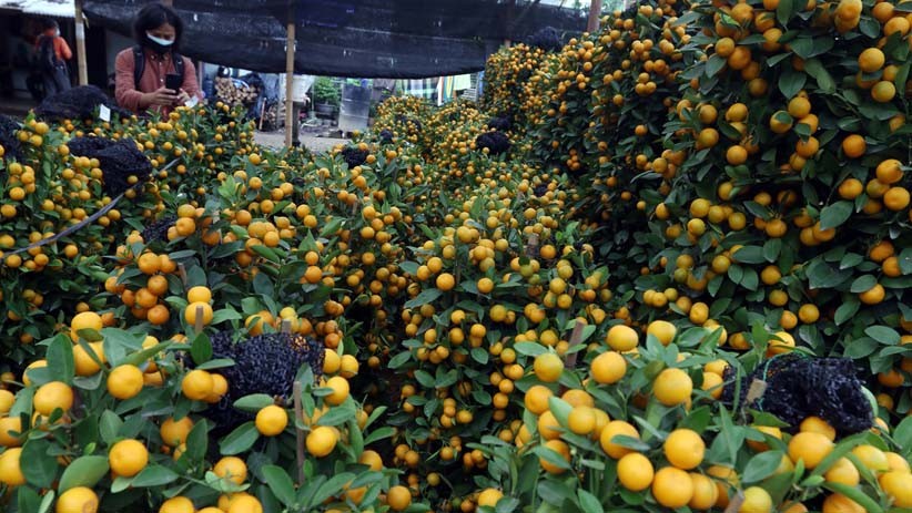 Jelang Perayaan Imlek, Pedagang Dapat Berkah dari Penjualan Jeruk Kim Kit  - Bagian 2
