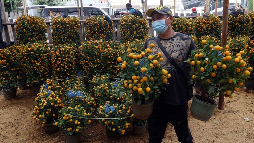 Jelang Perayaan Imlek, Pedagang Dapat Berkah dari Penjualan Jeruk Kim Kit  - Bagian 3