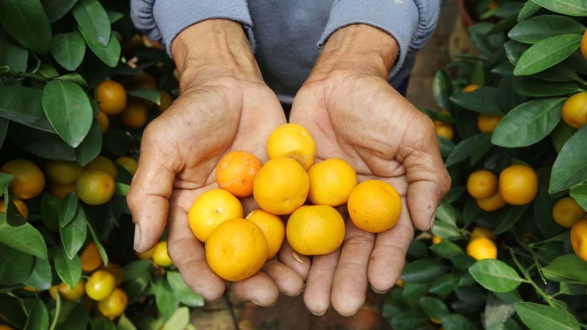 Jelang Perayaan Imlek, Pedagang Dapat Berkah dari Penjualan Jeruk Kim Kit  - Bagian 5