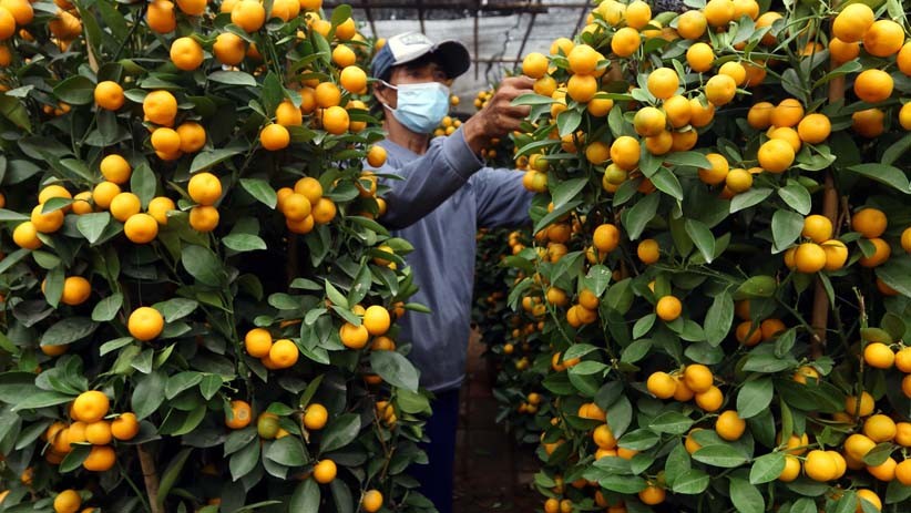 Jelang Perayaan Imlek, Pedagang Dapat Berkah dari Penjualan Jeruk Kim Kit  - Bagian 4