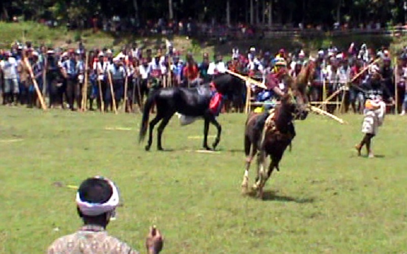Masih Pandemi Covid -19, Atraksi Pasola dan Pajura di Sumba Barat Ditiadakan
