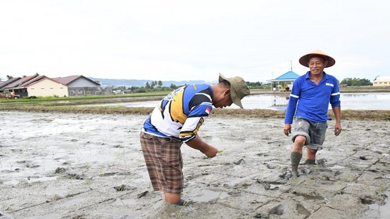 Gorontalo Utara Uji Tanam Benih Padi Varietas Inpari IR Nutrisi Zinc
