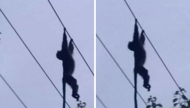 Monyet Mati Tersetrum di Kabel Listrik, Pemadaman Terjadi di Sejumlah Desa Lereng Bromo