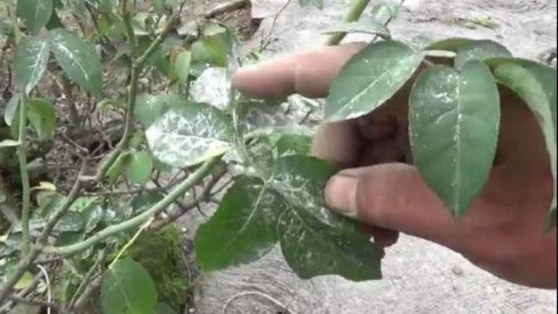 Empat Desa di Boyolali Diguyur Hujan Abu Merapi 