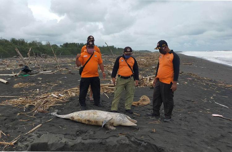 Bangkai Lumba-Lumba Terdampar di Pantai Trisik Kulonprogo