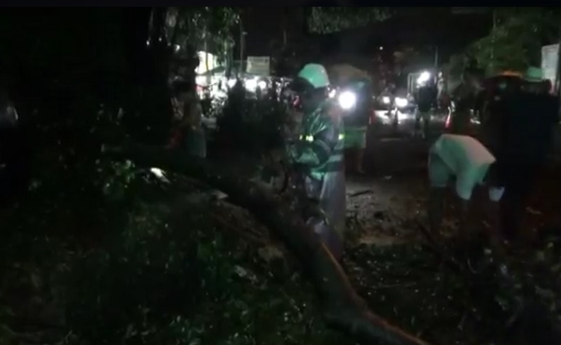 Pohon Keramat Berusia Ratusan Tahun di Bali Roboh Menimpa Mobil dan Warung
