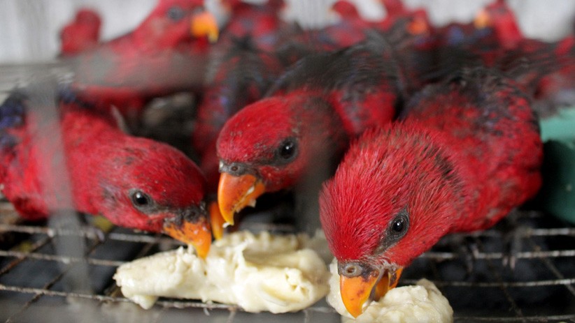 211 Ekor Burung Nuri Merah Maluku Gagal Diselundupkan - Bagian 2