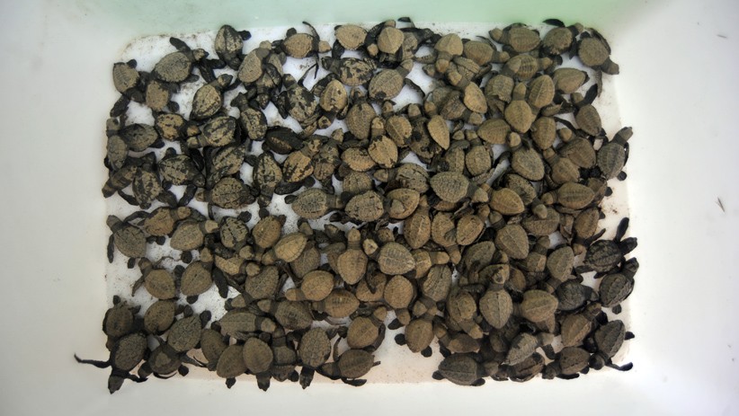 Frekuensi Penyu Bertelur Menurun karena Sampah Laut - Bagian 2