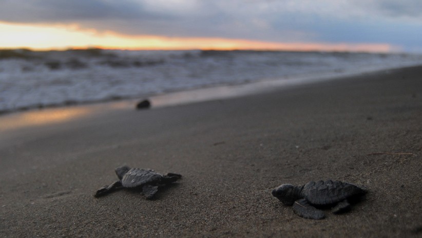 Frekuensi Penyu Bertelur Menurun karena Sampah Laut - Bagian 1