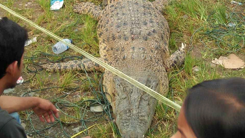 Duh, Buaya 4 Meter di Pasaman Barat Mati Usai Ditangkap Pawang