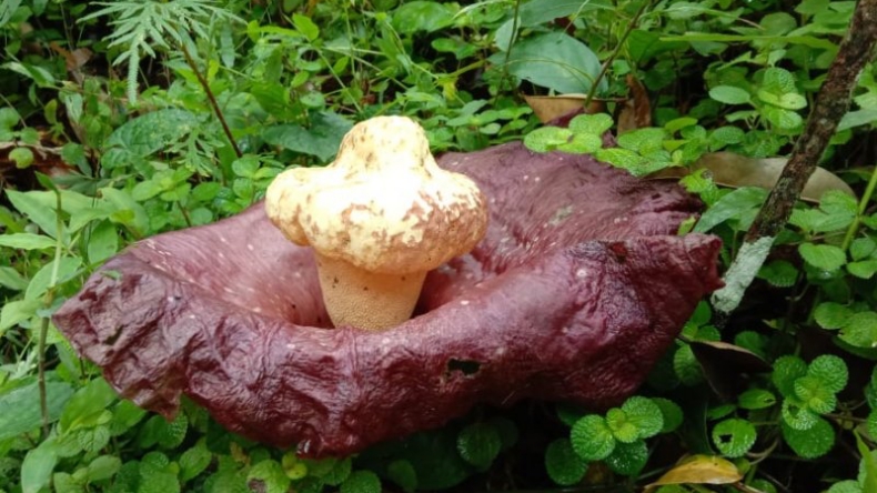Bunga Bangkai Langka Mekar di Kebun Durian Warga Agam