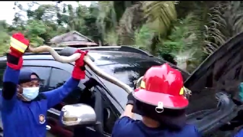 title Ngeri, Ular King Cobra 2,5 Meter Sembunyi dalam Kap Mobil Warga di Kobar Ngeri, Ular King Cobra 2,5 Meter Sembunyi dalam Kap Mobil Warga di Kobar